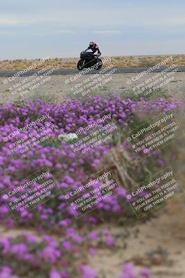 media/Jan-14-2023-SoCal Trackdays (Sat) [[497694156f]]/Turn 14 Exit Bloomig (145pm)/